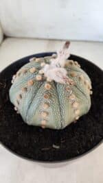 ASTROPHYTUM ASTERIAS STAR SHAPE Nº 364 – vaso 17 - Imagem 9