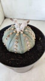 ASTROPHYTUM ASTERIAS STAR SHAPE Nº 364 – vaso 17 - Imagem 8