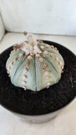 ASTROPHYTUM ASTERIAS STAR SHAPE Nº 364 – vaso 17 - Imagem 7