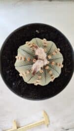 ASTROPHYTUM ASTERIAS STAR SHAPE Nº 364 – vaso 17 - Imagem 3