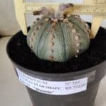 ASTROPHYTUM ASTERIAS STAR SHAPE Nº 364 – vaso 17