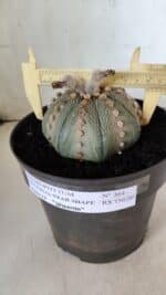 ASTROPHYTUM ASTERIAS STAR SHAPE Nº 364 – vaso 17