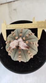 ASTROPHYTUM ASTERIAS STAR SHAPE Nº 364 – vaso 17 - Imagem 5