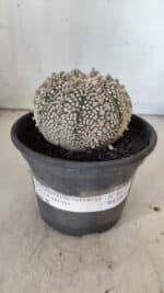 ASTROPHYTUM ASTERIAS SUPER KABUTO Nº 402 – vaso 15 - Imagem 2
