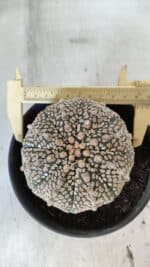 ASTROPHYTUM ASTERIAS SUPER KABUTO Nº 402 – vaso 15