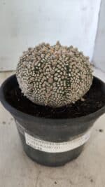 ASTROPHYTUM ASTERIAS SUPER KABUTO Nº 402 – vaso 15 - Imagem 11