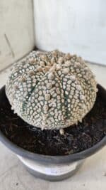 ASTROPHYTUM ASTERIAS SUPER KABUTO Nº 402 – vaso 15 - Imagem 9