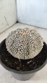ASTROPHYTUM ASTERIAS SUPER KABUTO Nº 402 – vaso 15 - Imagem 7