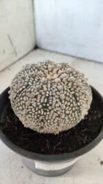 ASTROPHYTUM ASTERIAS SUPER KABUTO Nº 402 – vaso 15 - Imagem 6