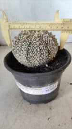 ASTROPHYTUM ASTERIAS SUPER KABUTO Nº 402 – vaso 15 - Imagem 4