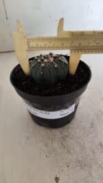 ASTROPHYTUM ASTERIAS  Nº 714 – vaso 11 - Imagem 4