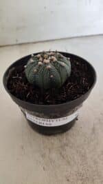 ASTROPHYTUM ASTERIAS  Nº 714 – vaso 11 - Imagem 2