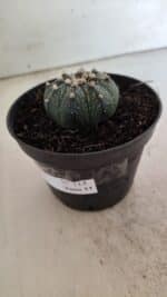 ASTROPHYTUM ASTERIAS  Nº 714 – vaso 11 - Imagem 9
