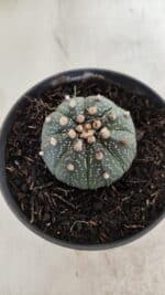 ASTROPHYTUM ASTERIAS  Nº 714 – vaso 11 - Imagem 3