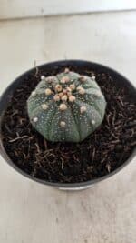 ASTROPHYTUM ASTERIAS  Nº 714 – vaso 11 - Imagem 6