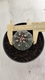 ASTROPHYTUM ASTERIAS  Nº 714 – vaso 11