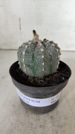 ASTROPHYTUM ASTERIAS  Nº 720 – vaso 11 - Imagem 2