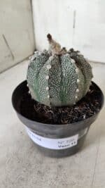 ASTROPHYTUM ASTERIAS  Nº 720 – vaso 11 - Imagem 9