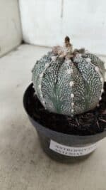 ASTROPHYTUM ASTERIAS  Nº 720 – vaso 11 - Imagem 8