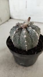 ASTROPHYTUM ASTERIAS  Nº 720 – vaso 11 - Imagem 7