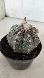 ASTROPHYTUM ASTERIAS  Nº 720 – vaso 11 - Imagem 6
