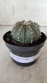 ASTROPHYTUM ASTERIAS  Nº 721 – vaso 11 - Imagem 2