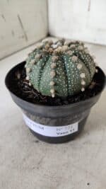 ASTROPHYTUM ASTERIAS  Nº 721 – vaso 11 - Imagem 9