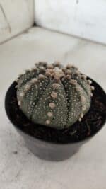 ASTROPHYTUM ASTERIAS  Nº 721 – vaso 11 - Imagem 7