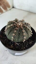 ASTROPHYTUM ASTERIAS  Nº 721 – vaso 11 - Imagem 6