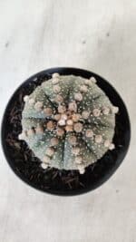 ASTROPHYTUM ASTERIAS  Nº 721 – vaso 11 - Imagem 5