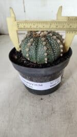 ASTROPHYTUM ASTERIAS  Nº 721 – vaso 11