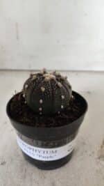 ASTROPHYTUM ASTERIAS “Purple”  Nº 837 – vaso 09 - Imagem 2