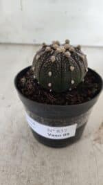 ASTROPHYTUM ASTERIAS “Purple”  Nº 837 – vaso 09 - Imagem 10