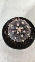 ASTROPHYTUM ASTERIAS “Purple”  Nº 837 – vaso 09 - Imagem 3