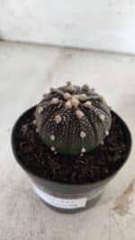 ASTROPHYTUM ASTERIAS “Purple”  Nº 837 – vaso 09 - Imagem 9