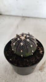 ASTROPHYTUM ASTERIAS “Purple”  Nº 837 – vaso 09 - Imagem 8