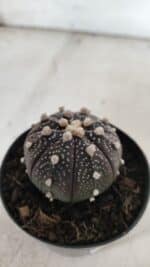 ASTROPHYTUM ASTERIAS “Purple”  Nº 837 – vaso 09 - Imagem 7