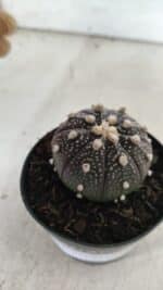 ASTROPHYTUM ASTERIAS “Purple”  Nº 837 – vaso 09 - Imagem 6