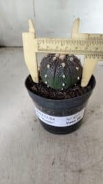 ASTROPHYTUM ASTERIAS “Purple”  Nº 837 – vaso 09