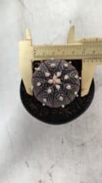 ASTROPHYTUM ASTERIAS “Purple”  Nº 837 – vaso 09 - Imagem 5