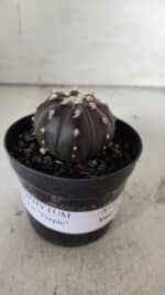 ASTROPHYTUM ASTERIAS “Purple”  Nº 839 – vaso 09 - Imagem 2