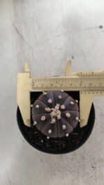 ASTROPHYTUM ASTERIAS “Purple”  Nº 839 – vaso 09 - Imagem 5