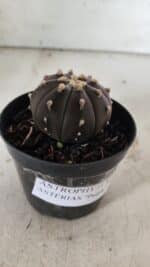ASTROPHYTUM ASTERIAS “Purple”  Nº 839 – vaso 09 - Imagem 11