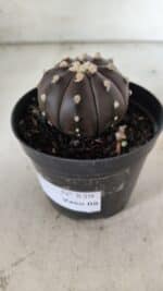 ASTROPHYTUM ASTERIAS “Purple”  Nº 839 – vaso 09 - Imagem 10