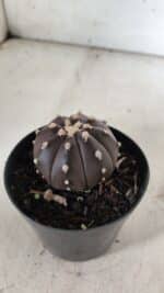 ASTROPHYTUM ASTERIAS “Purple”  Nº 839 – vaso 09 - Imagem 9