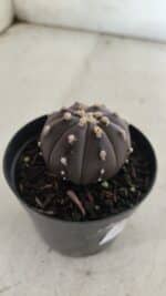 ASTROPHYTUM ASTERIAS “Purple”  Nº 839 – vaso 09 - Imagem 8