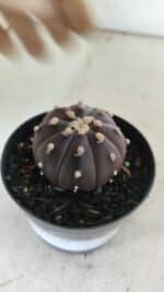 ASTROPHYTUM ASTERIAS “Purple”  Nº 839 – vaso 09 - Imagem 6