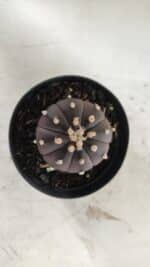 ASTROPHYTUM ASTERIAS “Purple”  Nº 839 – vaso 09 - Imagem 3