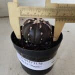 ASTROPHYTUM ASTERIAS “Purple”  Nº 839 – vaso 09
