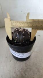 ASTROPHYTUM ASTERIAS “Purple”  Nº 839 – vaso 09